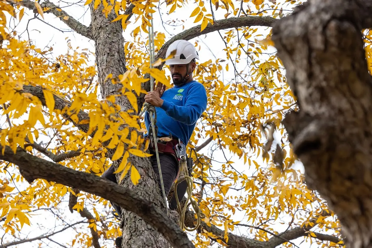 Skilled Tree Planting crew working in Thornton
